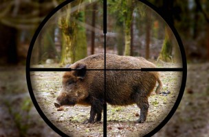 Hunting-wild-boar-759x500-e1517384668996