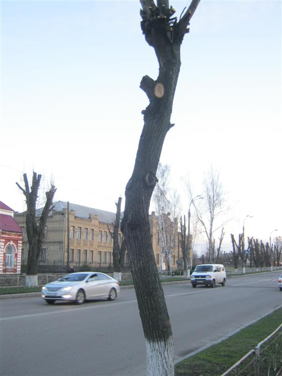 Кронування дерев по-смілянськи