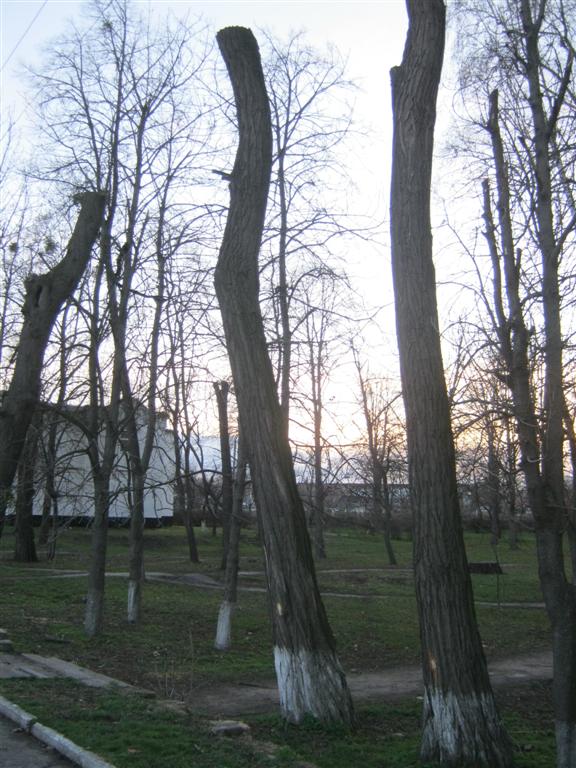 Кронування дерев по-смілянськи