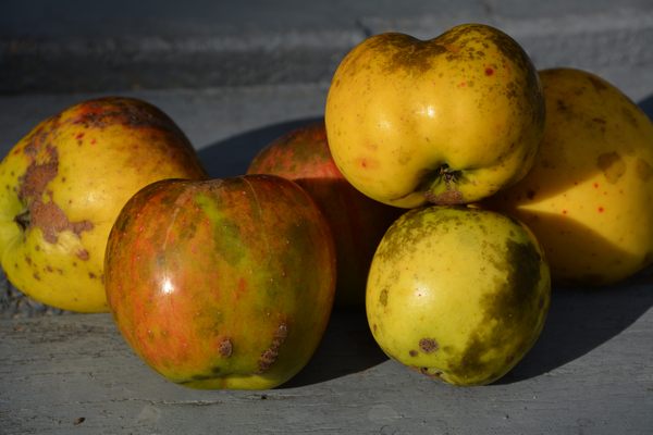 яблука зі слідами осаду