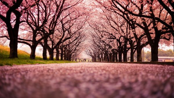 Nature_Pink_cherry_blossoms_alley_098289_