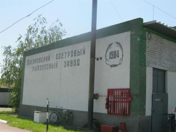 Дніпровський осетровий рибовідтворювальний завод нагадує науковий центр