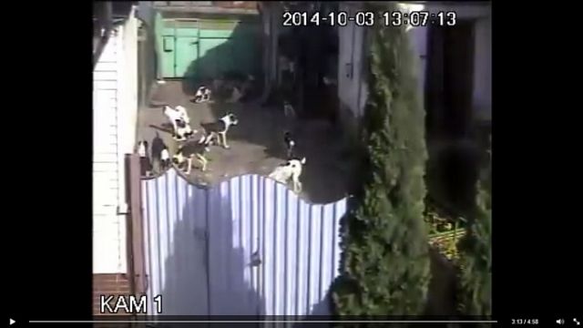 Це відео з камер нагляду. Їх подружжя встановило два роки тому. Відтоді щодня фіксує у сусідському дворі справжню собачу вакханалію. Зо два десятки агресивних псів безконтрольно гуляють по двору. І так, цілодобово, каже Анастасія.