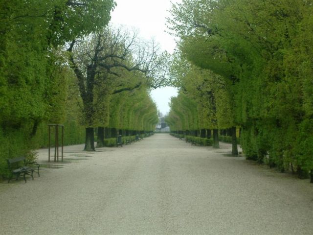 Кроновані дерева у Відні
