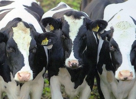 cf44bcb7a80133199e0b1fa9304c64f2b0d659e5