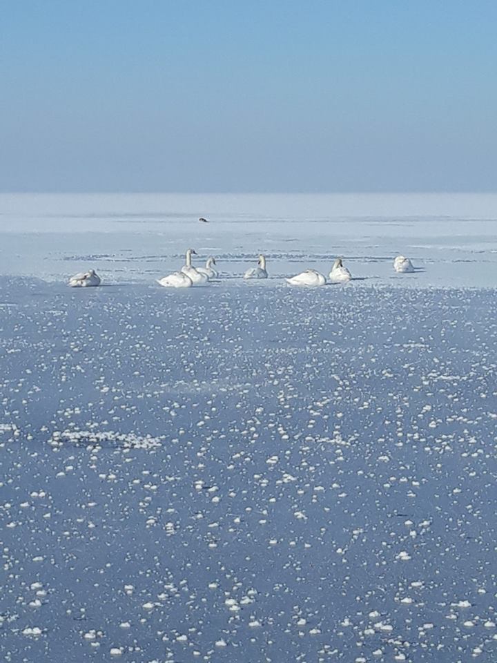 50303877_960802537448961_9023771596506005504_n