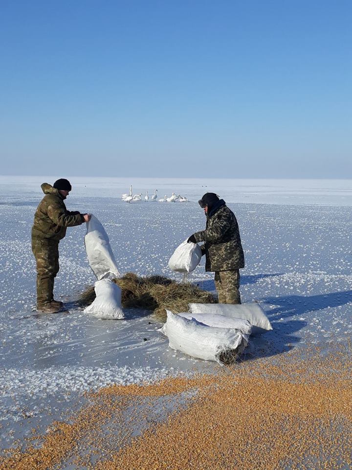 50790023_960802600782288_6771771005984571392_n