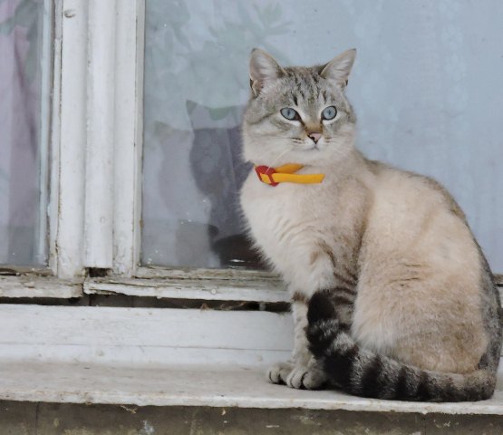 1200px-Cat_at_window_in_Nova_Vodolaha_(02.2019)_01