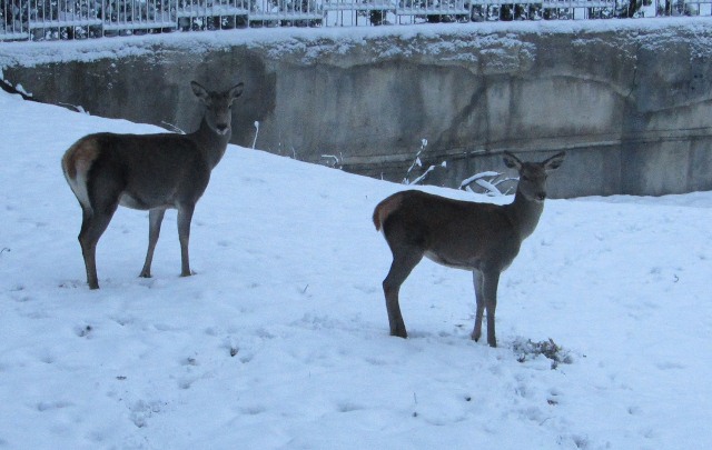 129073576_1039471009878163_525168534109008928_o