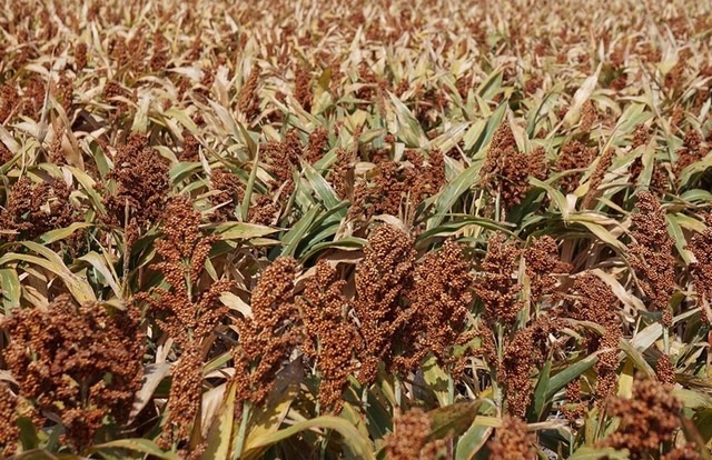 a406690-f514891-sorgo-1-