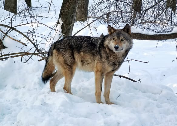 Фото: cw.forest.gov.ua/golovna.html