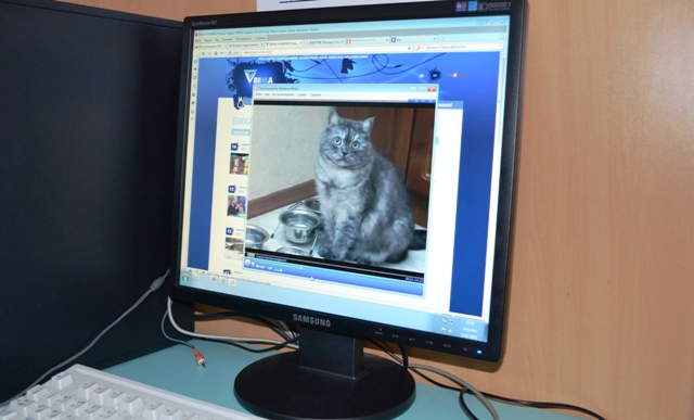 Кіт - герой першої програми "Ваше домашнє відео"