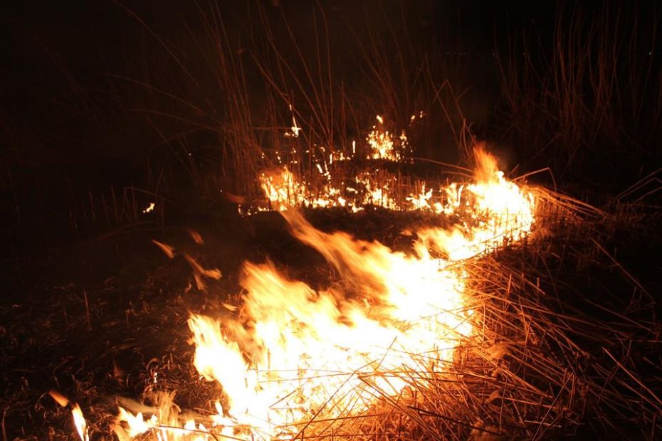 16939350_1337192143008969_1463985045739749392_n