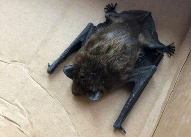 52685562_1229526100536708_7480389418109370368_n-468x500