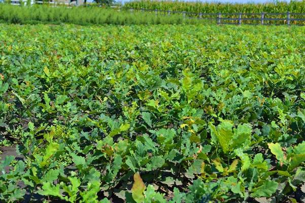 52113256_364967664340885_675870557803118592_n