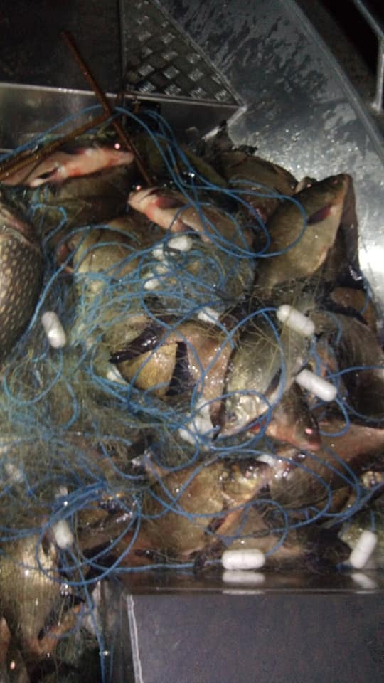 52967858_981887912007090_4044583097918816256_n