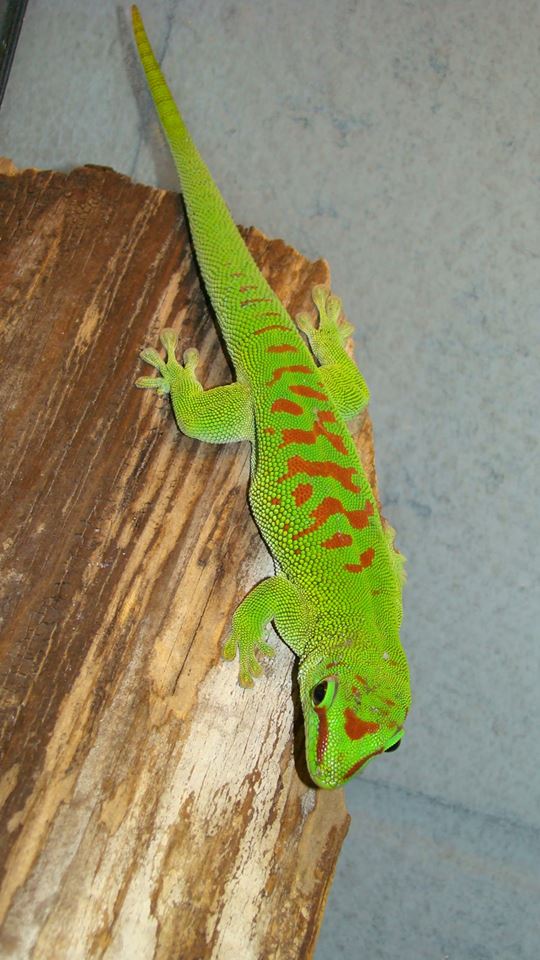 51703099_526604047831531_8413938926837825536_n