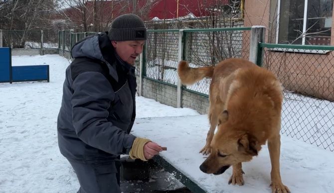 Щороку притулок збирає старі кофти, пальта, светри, ковдри, рушники: саме ці речі використовують як утеплювачі для вольєрів.