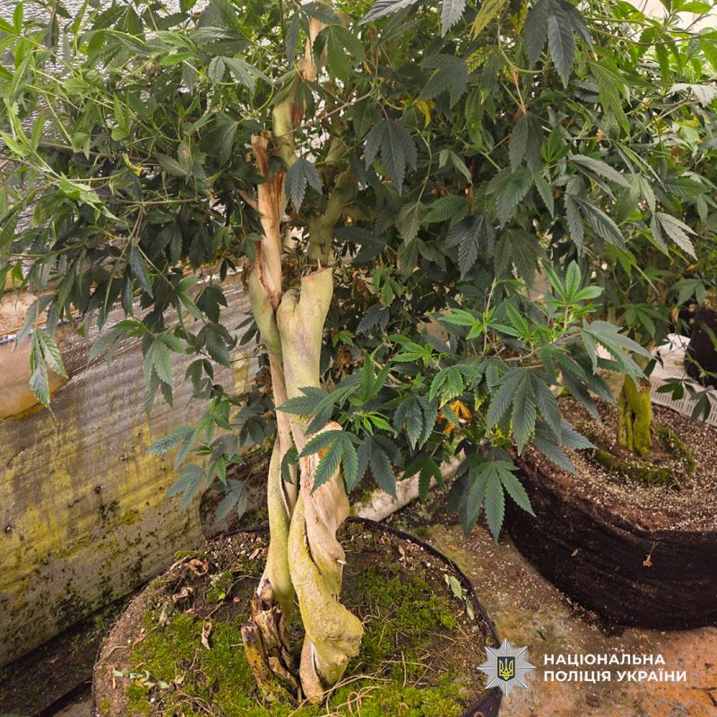 DVB_Cherkasi-narkotiki_10_18.02.2026