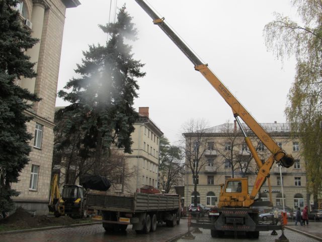 А так висмикували в листопаді торік ялинки під облдержадміністрацією