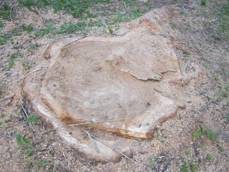 На знімку: ще декілька днів тому на цьому місці росло могутнє здорове дерево