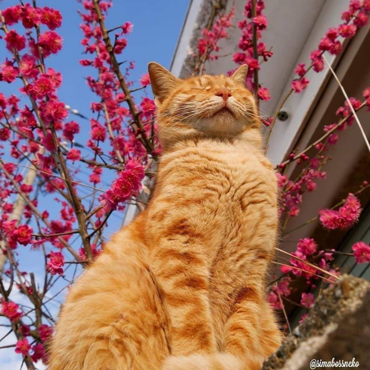 53391161_782428178806753_7468690661634473984_n