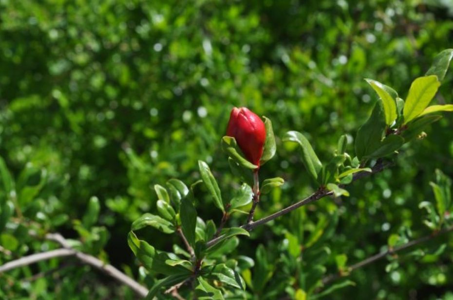 5b1ecc166b9fc-murrayya-640x425_1200