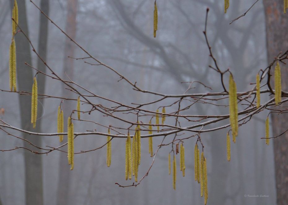 53595374_2110415155715542_5828312320509476864_o