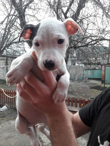 55549671_850319931975204_3396941272798199808_n-375x500