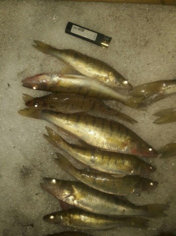 53043047_352210598716277_4158103670577168384_n