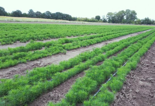 20170830_161348-768x576-e1552376297311