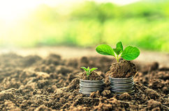 golden-coins-soil-young-plant-money-growth-concept-552592715