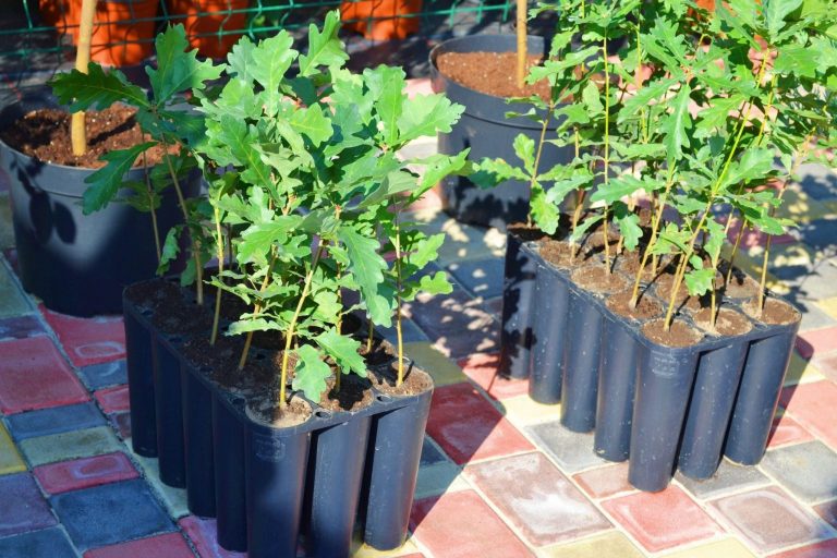 155361019_773066673320648_2191944989593325995_o-1536x1024-1-768x512