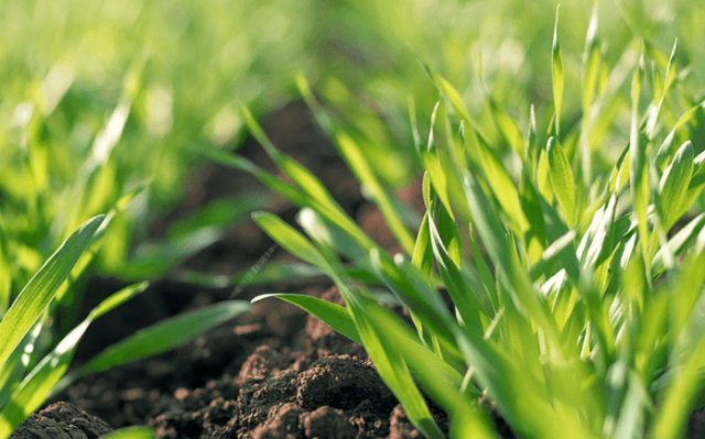 1hvoroby-zagrozhuvatymut-posivam-ozymym-zernovym-tsiyeyu-vesnoyu1