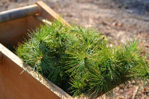 изображение_2021-04-05_082419-300x200