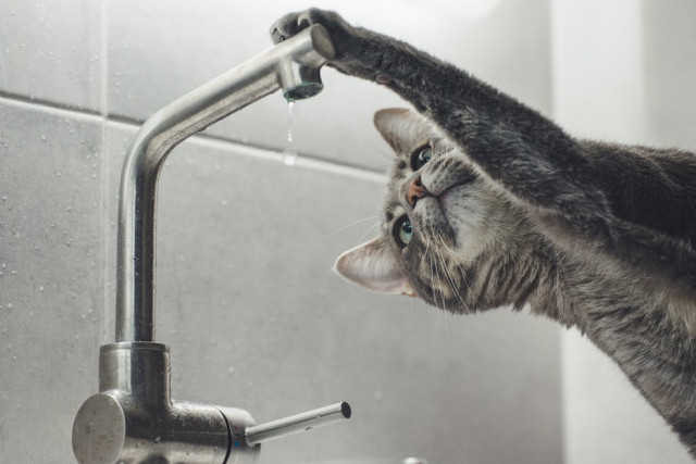 Honeyview_photo-1570970224005-613cea4c3a88