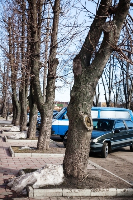 Дерева на Хрещатику міський голова Черкас Сергій Одарич вважає «уродством». Фото – прес-служби мерії