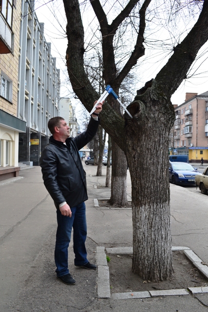 Володимир Гусаченко демонструє глибину дупла одного з дерев, що росте на Хрещатику