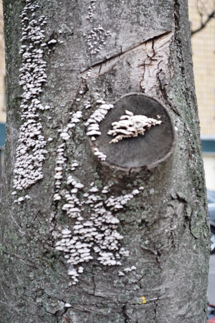 На фото – дерево, уражене грибком