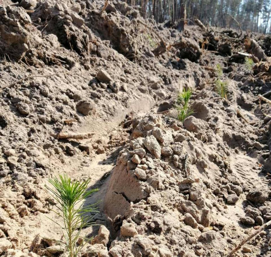 56970991_3162641013753375_7499107778938535936_n