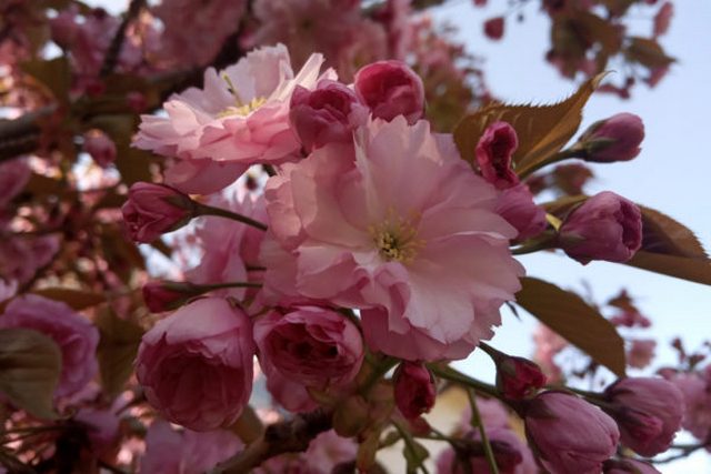 IMG_20190426_154004-600x450