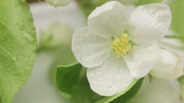 depositphotos_106280328-stock-video-blossoming-apple-tree-rain