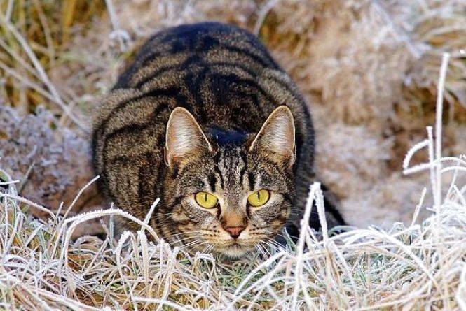 57015689_724598011270305_7926425740348751872_n