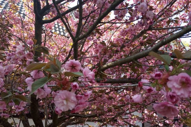 IMG_20190426_153957-600x450