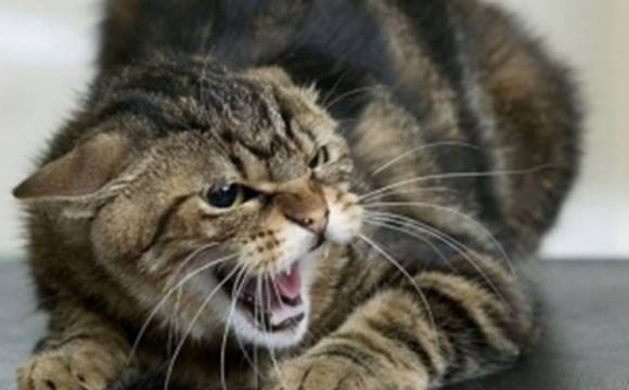 57247020_724478234615616_2641382694943981568_n