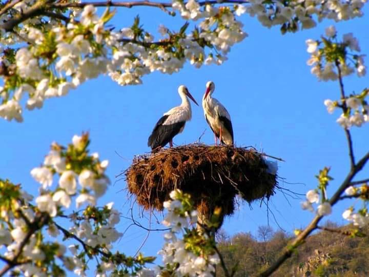 57336162_963610730696734_3472183851374084096_n