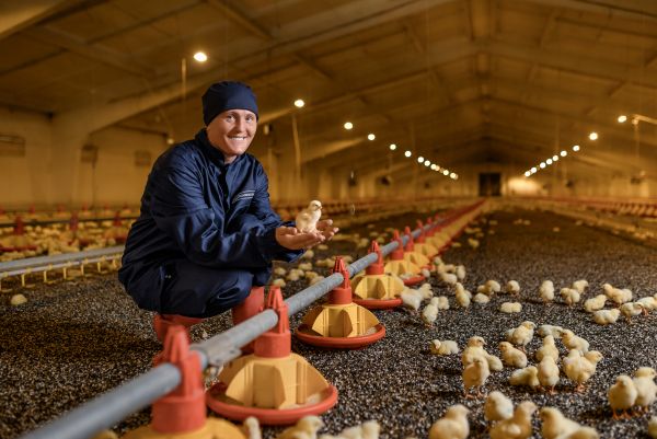 виробництво у пташнику