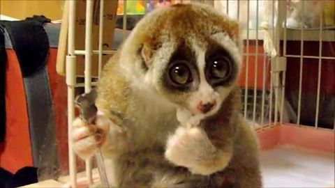 13239872_1015452801866129_5406979615484166833_n