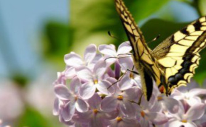 vesna_729x547.r695x430