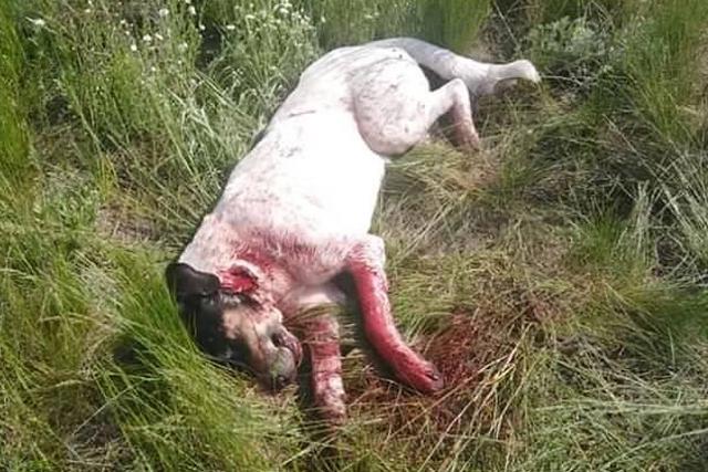 60339423_1475639939245610_1938639789490176000_n